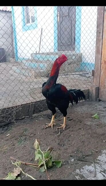 Təsvir: - Uzunboyun, güclü ayaqlı döyüş tipli xoruz - Rəng: qara