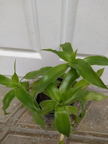 tulpan sekilleri: Otaq bitkiləri dəsti – dekorativ yaşıl və rəngli növlər Tərkib: - — 3