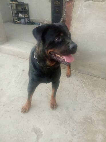 Qazanlar: Rotveyler, 2 il, Dişi — 4