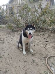 xaski gence: Xaski, 1 il, Dişi, Cütləşmə üçün — 7