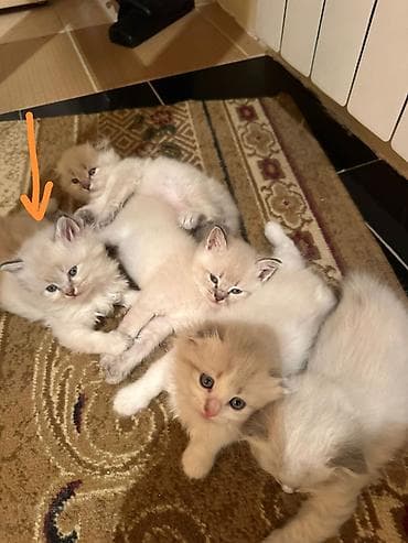 pişik adı: Şirin balaca pişiklər - Cinsə bənzər xüsusiyyətlər: uzun və ipək kimi — 3