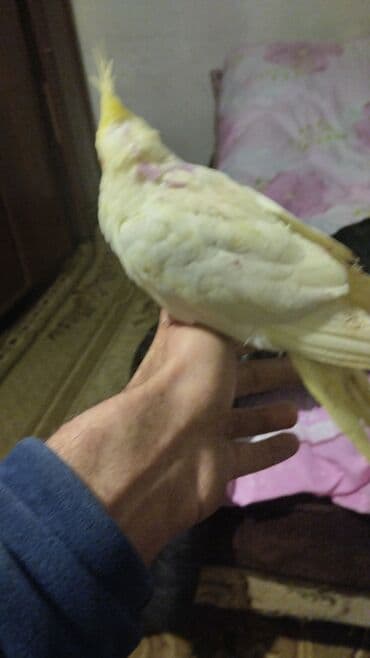 Great Wall: Növ: Nimfa tutuquşu (cockatiel), açıq sarı rəng, yanaqlarda narıncı — 10