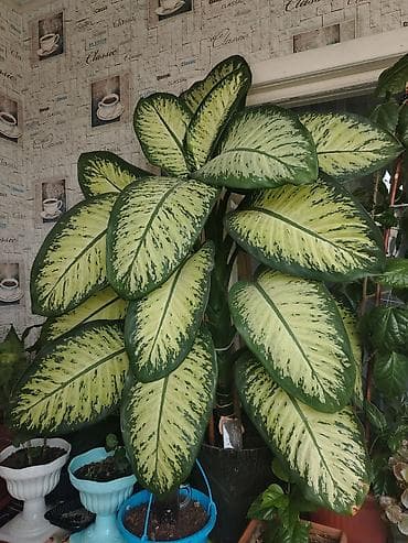otaq gulləri: Dieffenbaxia (Dieffenbachia seguine) – böyük, dekorativ yarpaqlı otaq — 1