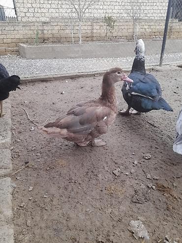 kayuqa ordek: Lal ördəklər satılır. Qiyməti razılaşma yolu ilə — 5