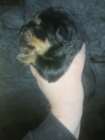 той пудель цена: Ротвейлер — 3