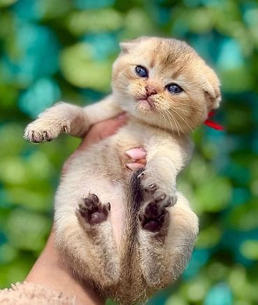 dişi quzu: Britan, Dişi — 7