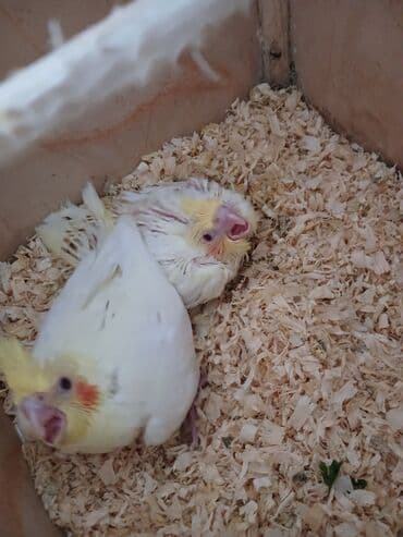 sağlam həyat sağlamlıq mərkəzi: Tam saglam cüt karella 2 dənə balası ilə bir yerdə bahalı qəfəs yem — 5