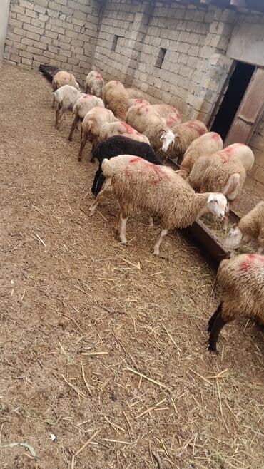 рынок животных в баку: Erkək, il: 7, 55 kq, Ətlik, Ünvandan götürmə — 6