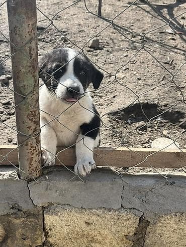 pitbul ıt: 2 ay, Erkek — 7