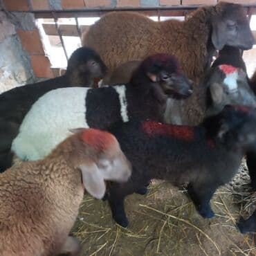 Salam hervaxdız xeyir saxlamlıq quzularm cxdı satqa isdiyen elaqe