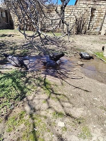 ordek satisi: Şəkildəki Macarıstan sortu Lal ördəklər satılır. 1 dənəsi kürt düşüb — 5