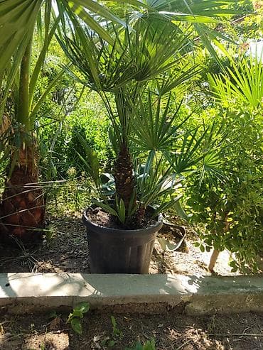 Yelpəzəyarpaq xurma (Chamaerops humilis) – qara plastik dibçəkdə