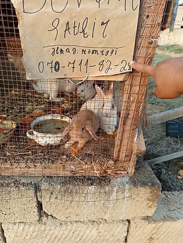 pekines satisi: Salam dovşanların hamsı satılır tam sağlam dılar heçbir xəsdəliyi — 6