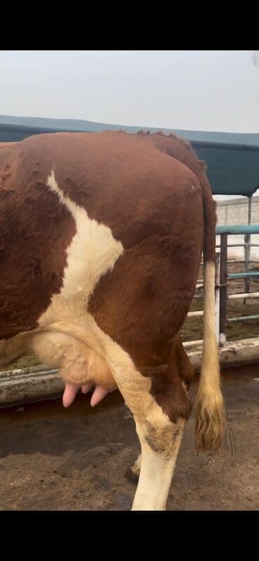 Digər kənd təsərrüfatı heyvanları: Simental cinsi inək - Rəng: qırmızı-ağ ala - Südçülük istiqaməti, iri — 6