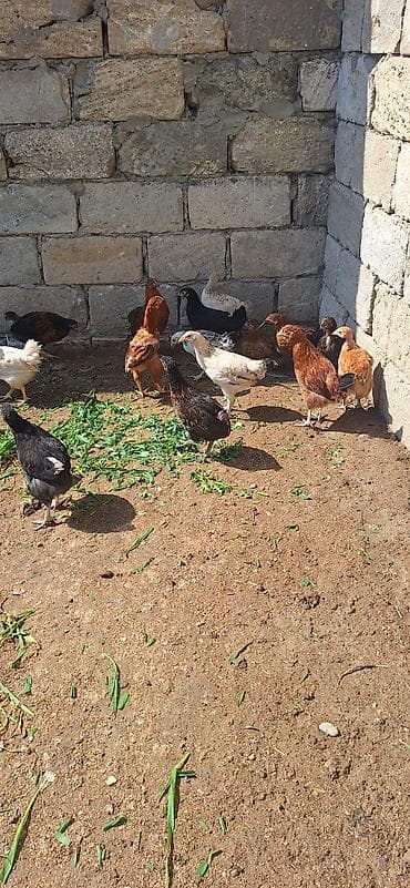 kent cüceleri: Toyuq cücələri, Damazlıq, Ödənişli çatdırılma — 9