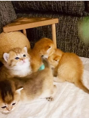 pisiy balalari: Britan, Erkək, Dişi, Yaxşı əllərə, Ünvandan götürmə — 2