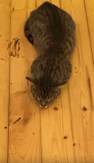 alisanın pişiyinin adı nə idi: TəCili: İTİb Tapana Yüksək məbləğdə Pul mükafatı veriləcək✨ Adı — 2