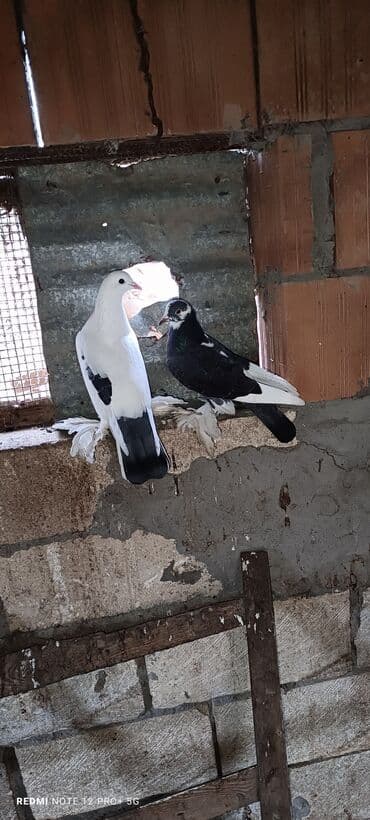 попугай жако купить в баку: Hazır cütduler maya yerdə oynaqdi erkek göydə oynaqdi.ayagi qaycidadi — 3