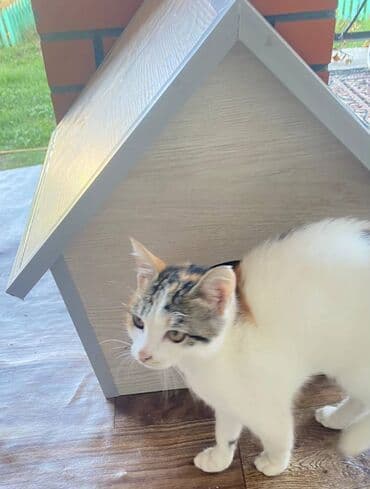 it yuvasi: Salam. Pişik, dovşan və itlər üçün keyfiyyətli yuvalara sifariş qəbul — 6