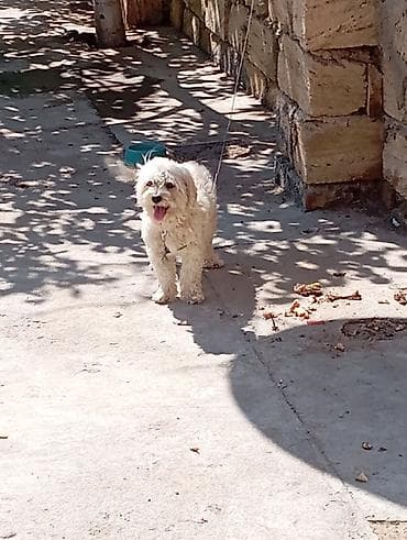 пудель собака цена: Maltipoo tipli kiçik ölçülü it (ağ-krem rəngli, qıvırcıq tüklü) – — 1