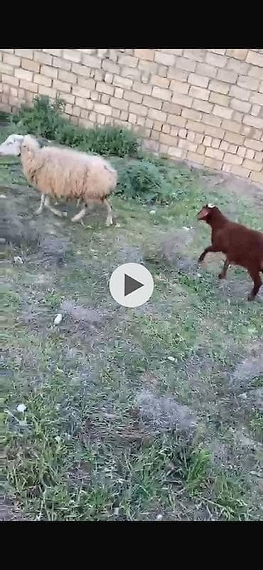 mal bazari: Ana bala 10 kiloyluq dişi bala var altinda qoyun qocadi — 2