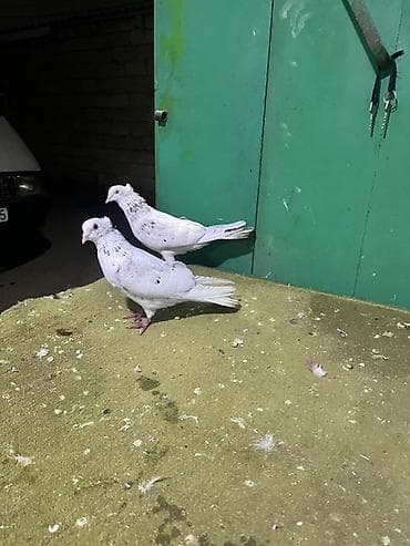 danisan qus: Salam 2 sdə erkəkdi. Qiymət tək 15 azn. Ünvan sabunçu — 1