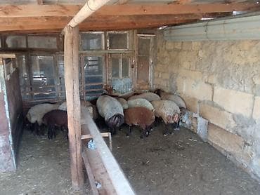 quzu şəkilləri: Quzu, Erkək, ay: 6, 25 kq, Damazlıq, Ətlik, Ünvandan götürmə — 1