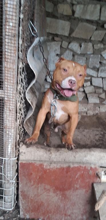 haski itleri: Pitbul, 1 il, Erkek, Peyvəndli — 1