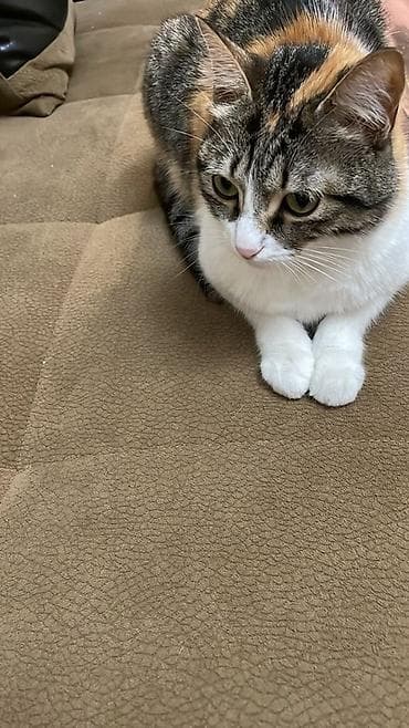 pisiy qabi: Dişi, Yaxşı əllərə — 1