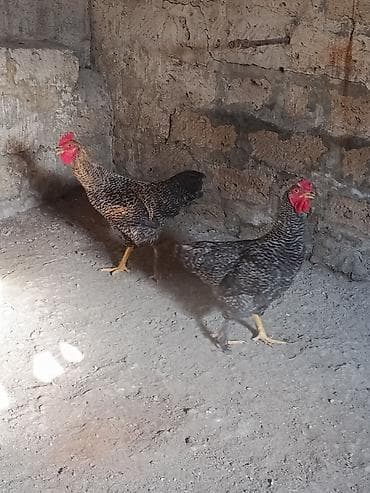 cins at: Toyuq, Damazlıq, Ünvandan götürmə — 2