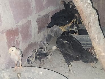 С/х животные и товары: Gördüyünüz təmiz qan cins xoruzdan olan cücəlır xoruz meydan görmüş — 2