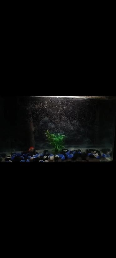 akvarium qızdırıcı: Quppi, Sülhsevər, Ödənişli çatdırılma — 2