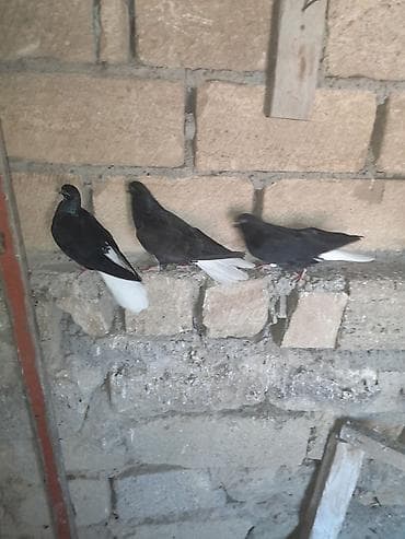 Göyərçinlər: Qara ağ quyruqlardı 4 dene hopdum da satılır tek tekde cüt 30 m hopdum — 3