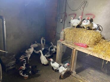 kənt toyuqları: Salam hamsı həyət heyvanlarıdı Toyuq serebrist 15manata 75 günlük — 3