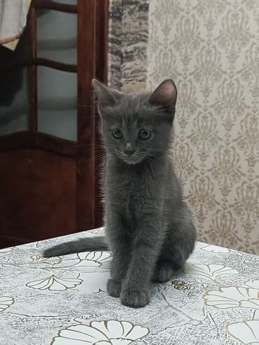 pisiklere qurd dermani nece verilir: Boz rəngli balaca pişik balası Salam. bu ayın 11i 4 cü ayına — 5