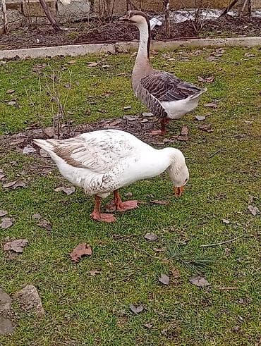 pedigree it yemi: Dişi, Damazlıq — 3