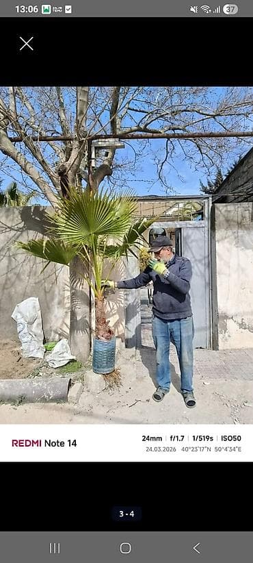 palma ağacı: Xurma (xurma xurması) və fan xurma (Washingtonia/Trachycarpus tipli) — 4