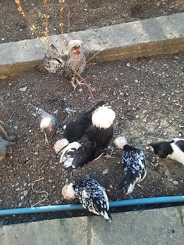 ucuz toyuq: Toyuq, Damazlıq — 1