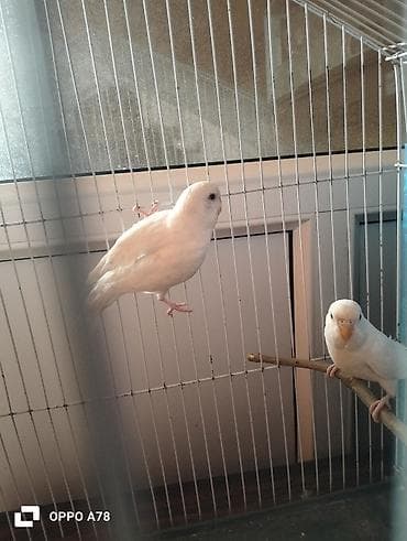 qu qusu: Te tek 12m 3 aylig quşlardi her bir şey yeyiler tam saglam deyişmek — 7