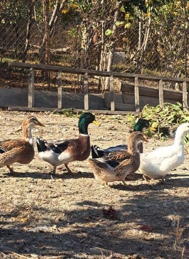 Dişi, | Kuban, Damazlıq, Pulsuz çatdırılma lalafo.az -da Dişi, | Kuban, Damazlıq, Pulsuz çatdırılma