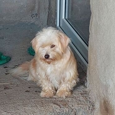 Kiçik ölçülü ev iti – uzun tüklü, krem–şabalıd rəng çalarında, yumşaq