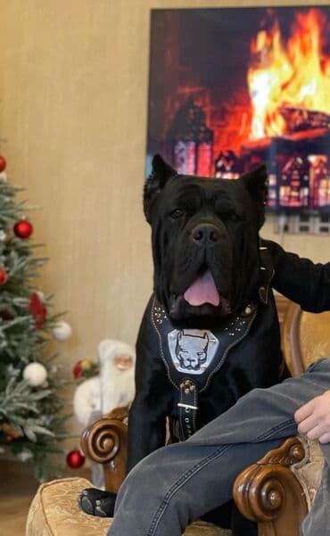 хомяк цены: Кане-корсо, 3 месяца, Самец, С родословной — 17