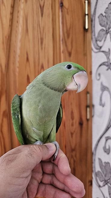 Aleksandr (parrot) cinsiyyəti dişidir əl quşudur– yaşıl tonlarda, uzun