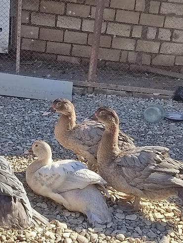 hinduska cucesi satilir: Temiz qan ordeylerdi hamisi xoruzdu catdirlma var yari yariya macar — 1