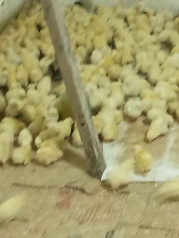 Toyuq cücələri, Ətlik