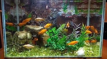 xiaomi akvarium: Dördbucaq akvarium, Balıqlarla birlikdə, 160 l, Pulsuz çatdırılma — 3