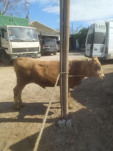 keçi: Inəklər, öküzlər — 8