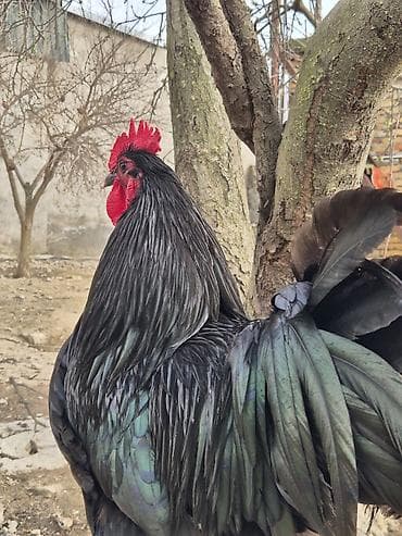 barter heyvanla: Xoruz, il: 1 — 4