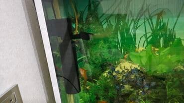 ördək bala: Dördbucaq akvarium, Balıqlarla birlikdə, 150 l, Ünvandan götürmə — 3