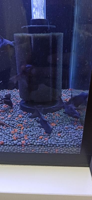 akvarium silikon: Teleskop balığı, Sülhsevər — 2